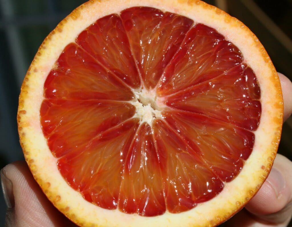 A person holding a blood orange.