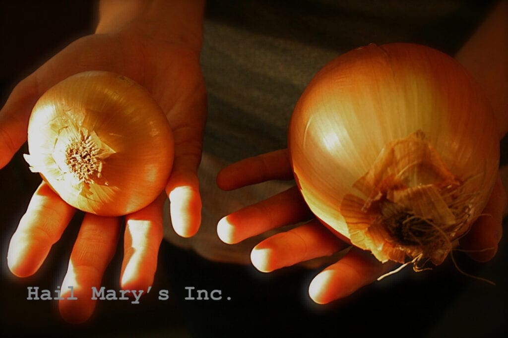 A pair of hands holding onions.