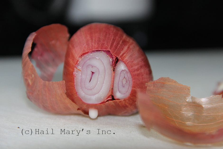 a sliced onion with the skin still on