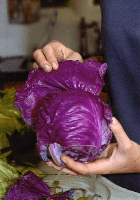 A person holding a purple cabbage on a plate.