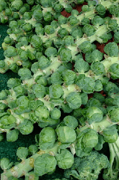 Brussels sprouts on display at a market.