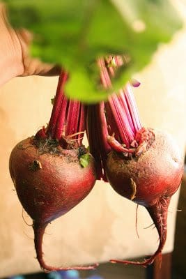 Two beets are being held up by a person.