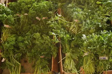 Fresh parsley for sale at a market.