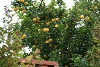 A lemon tree with lots of lemons growing on it.