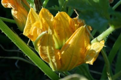 A yellow flower on a plant with green leaves.
