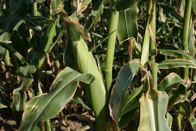 An image of a corn plant in a field.