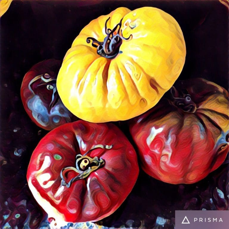 A painting of tomatoes on a black background.