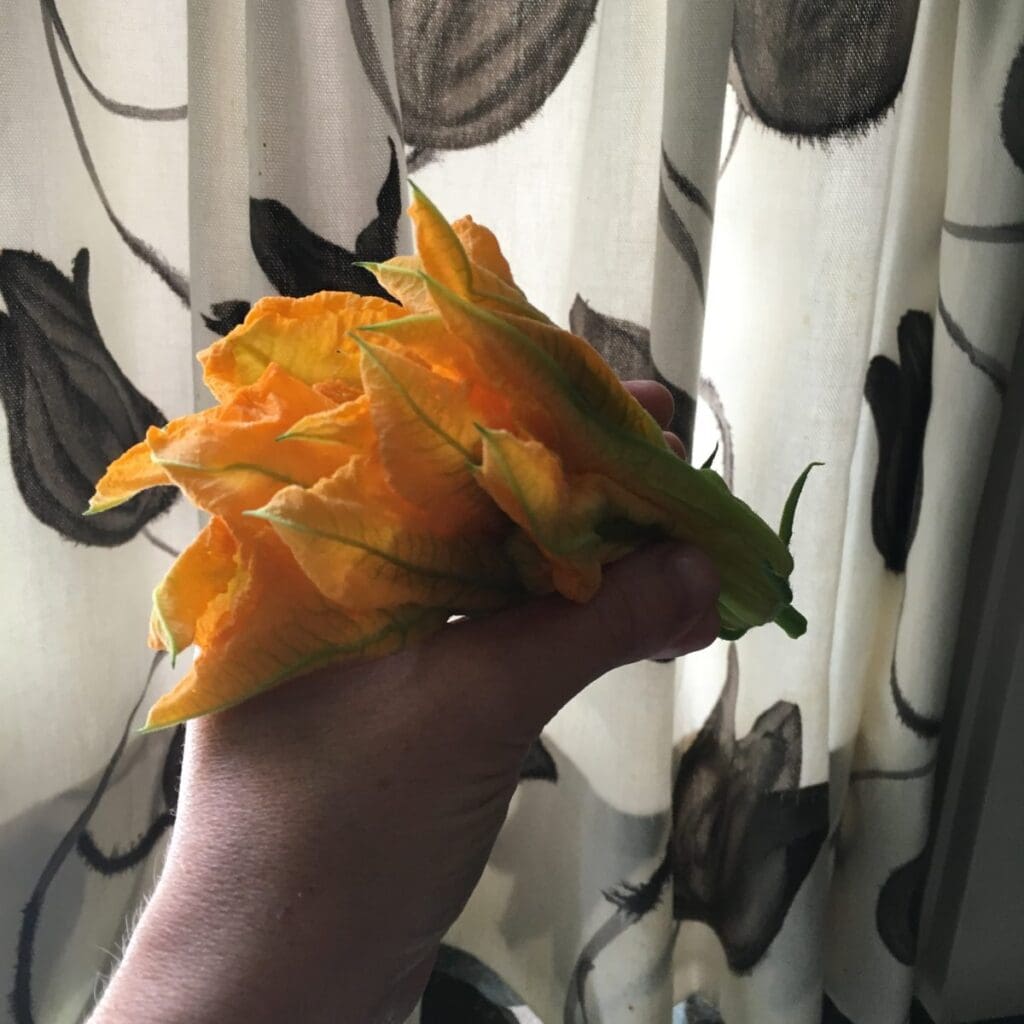 A person holding an orange flower in front of a curtain.