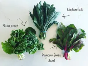 Kale, rainbow chard, rainbow chard, rainbow chard, rainbow chard, rainbow chard, rainbow.