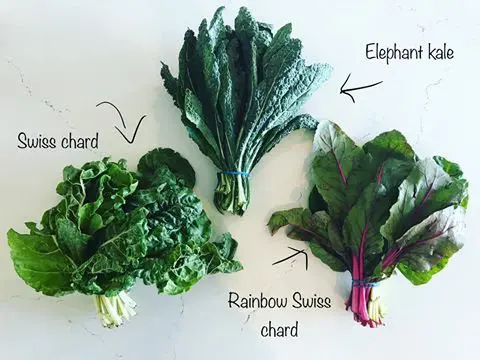 Kale, rainbow chard, rainbow chard, rainbow chard, rainbow chard, rainbow chard, rainbow.